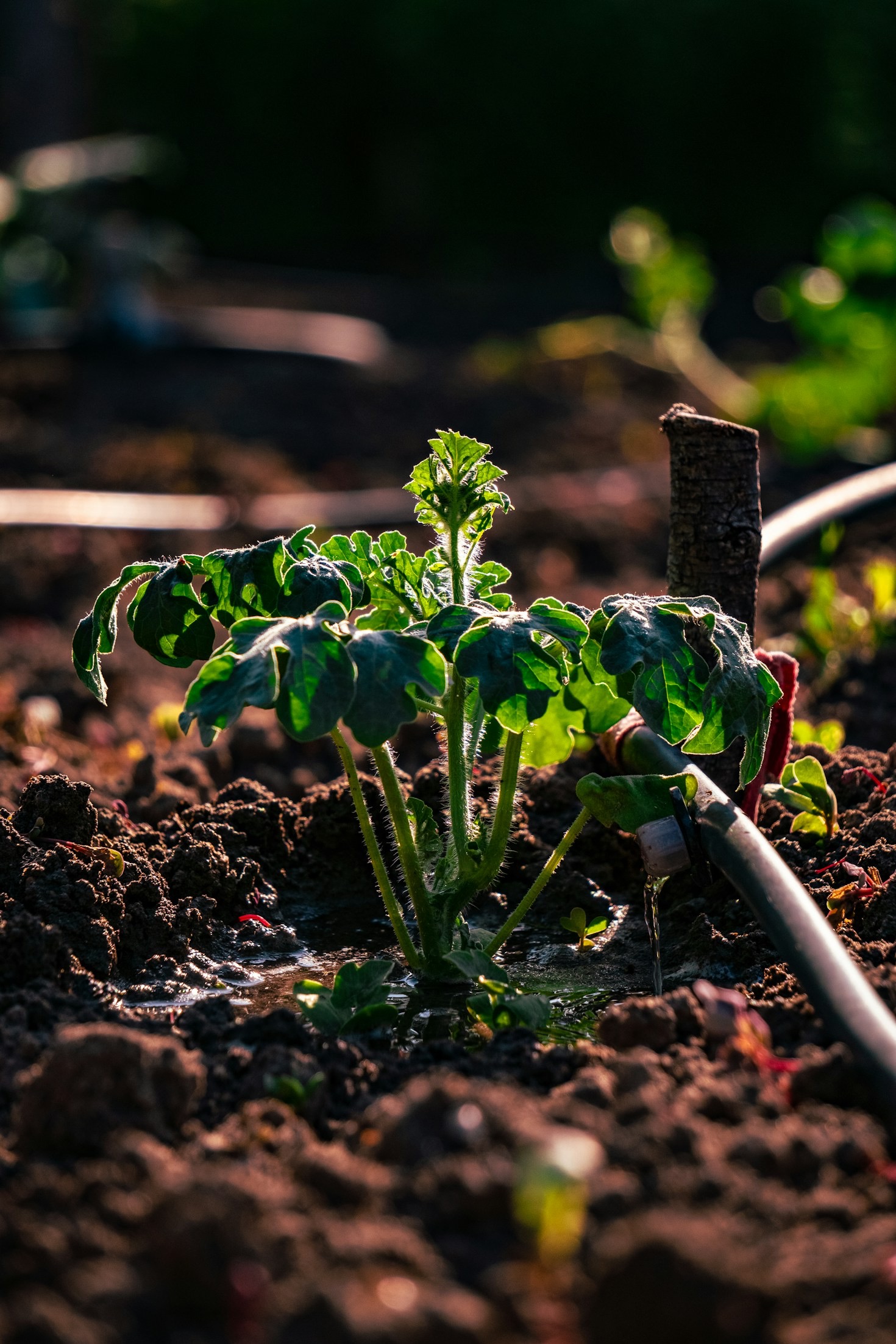 The Role of Education in Modern Farming Practices